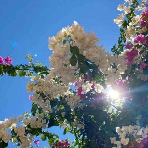 دانلود آهنگ ستونم ستونم یه چی بود تو توتونم